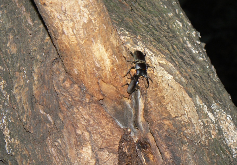 やなぎの枝先_10月6日 枝先から2m下の幹で落ち合うコクワガタのペア_201006_18-40